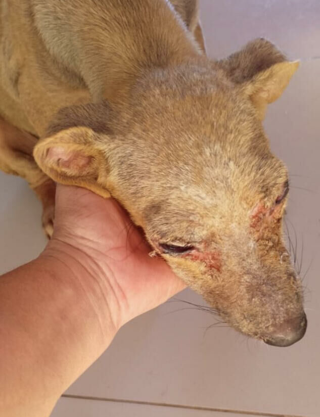 Imagem de compartilhamento para o artigo Idoso é preso em flagrante por maus tratos a animal em Alcinópolis da MS Todo dia